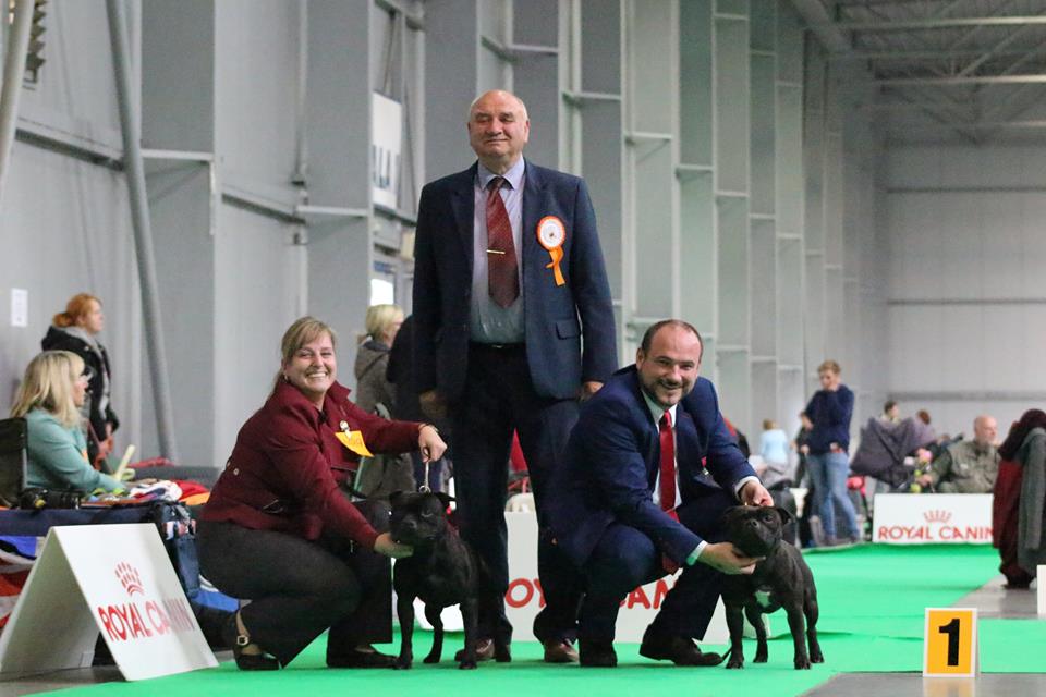 Shrnutí výstavní sezóny Domidar Dogs 2017