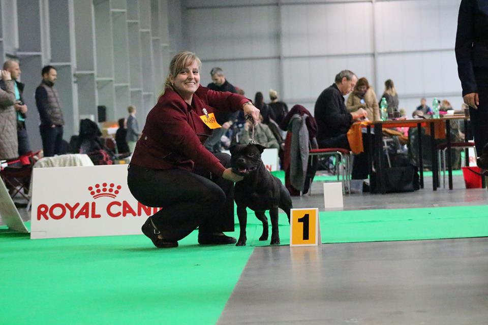 Shrnutí výstavní sezóny Domidar Dogs 2017