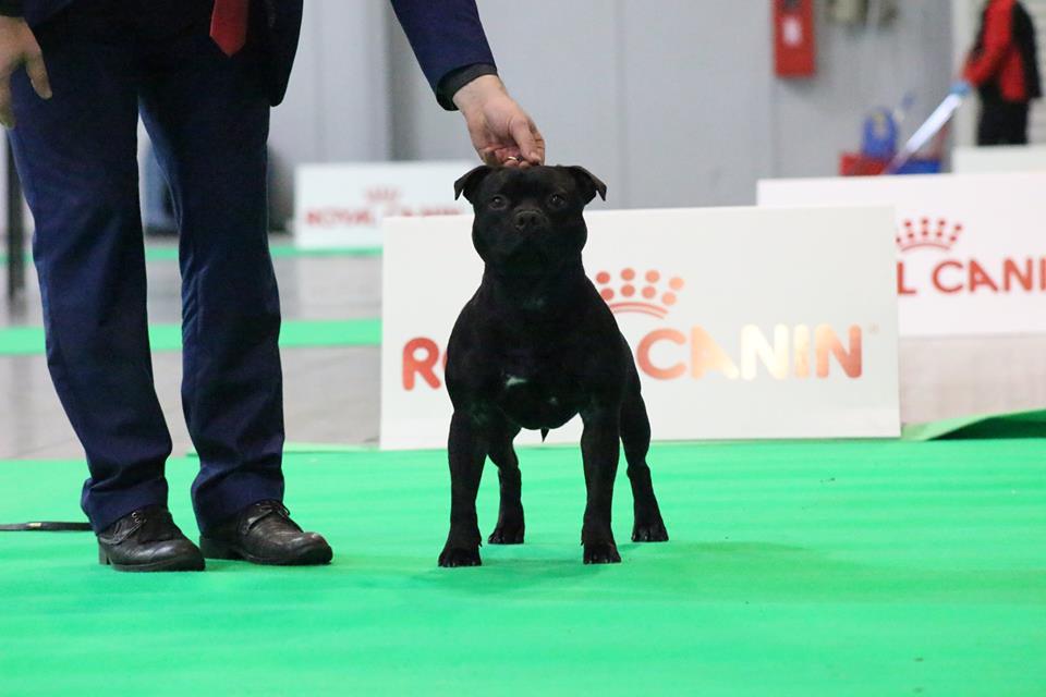 Shrnutí výstavní sezóny Domidar Dogs 2017