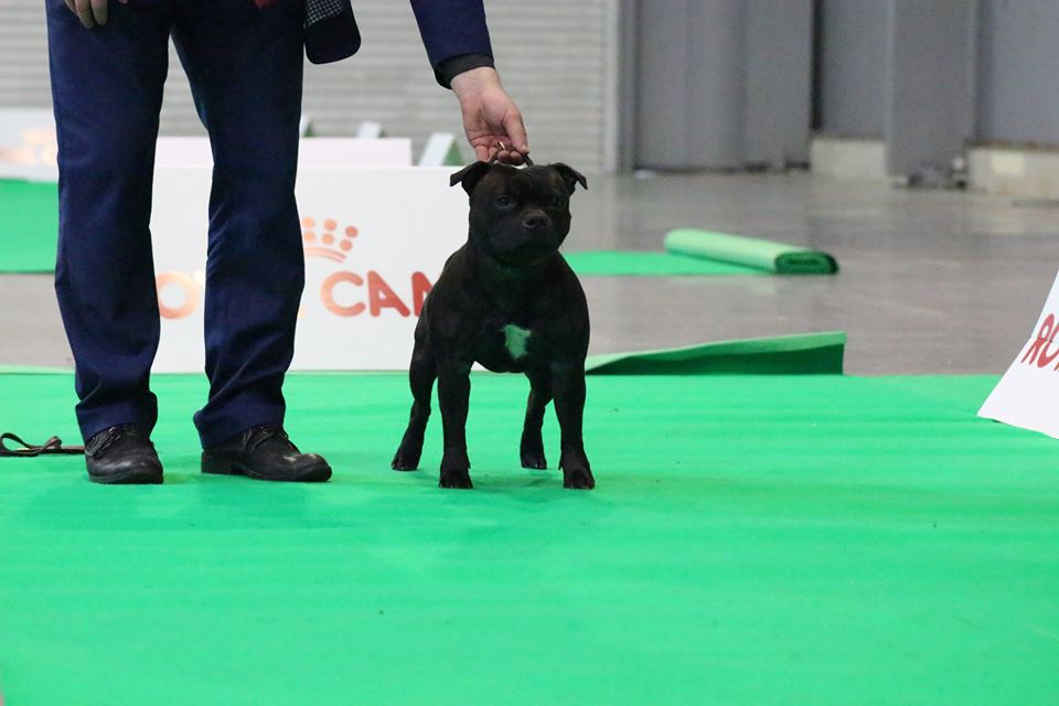 Shrnutí výstavní sezóny Domidar Dogs 2017