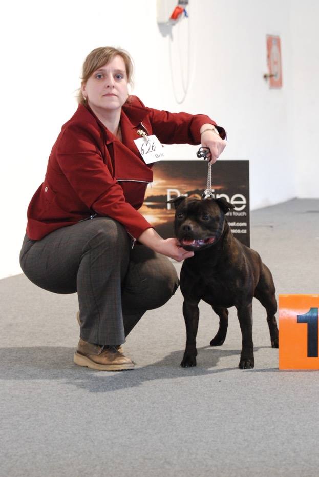 Shrnutí výstavní sezóny Domidar Dogs 2017