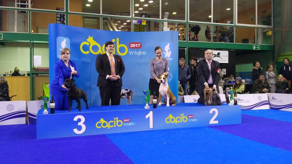 Shrnutí výstavní sezóny Domidar Dogs 2017