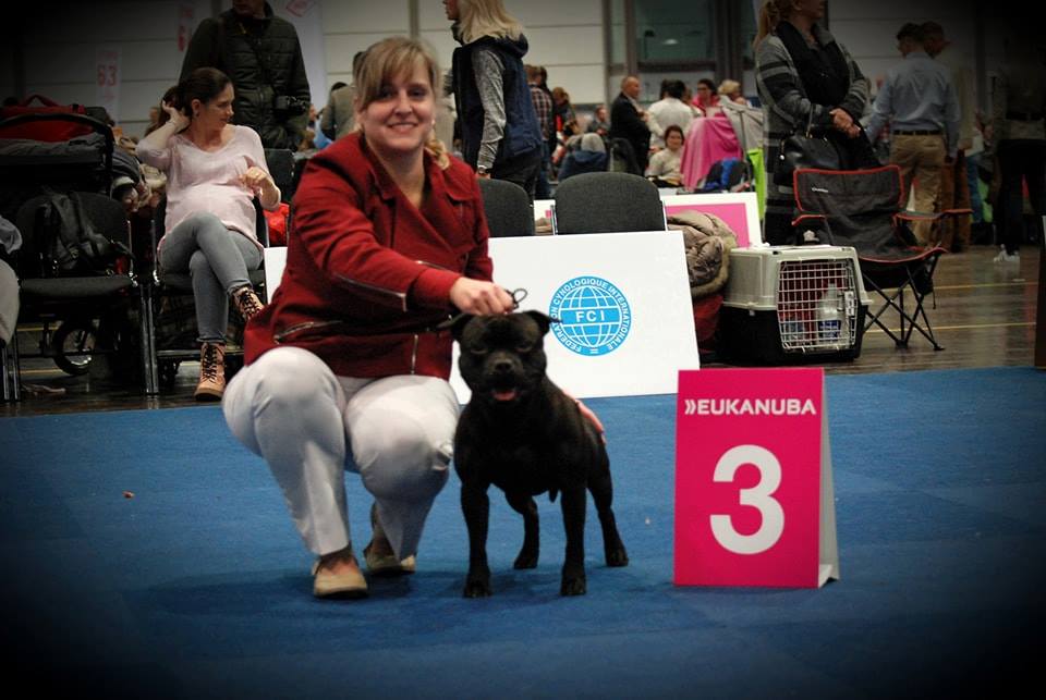 Shrnutí výstavní sezóny Domidar Dogs 2017