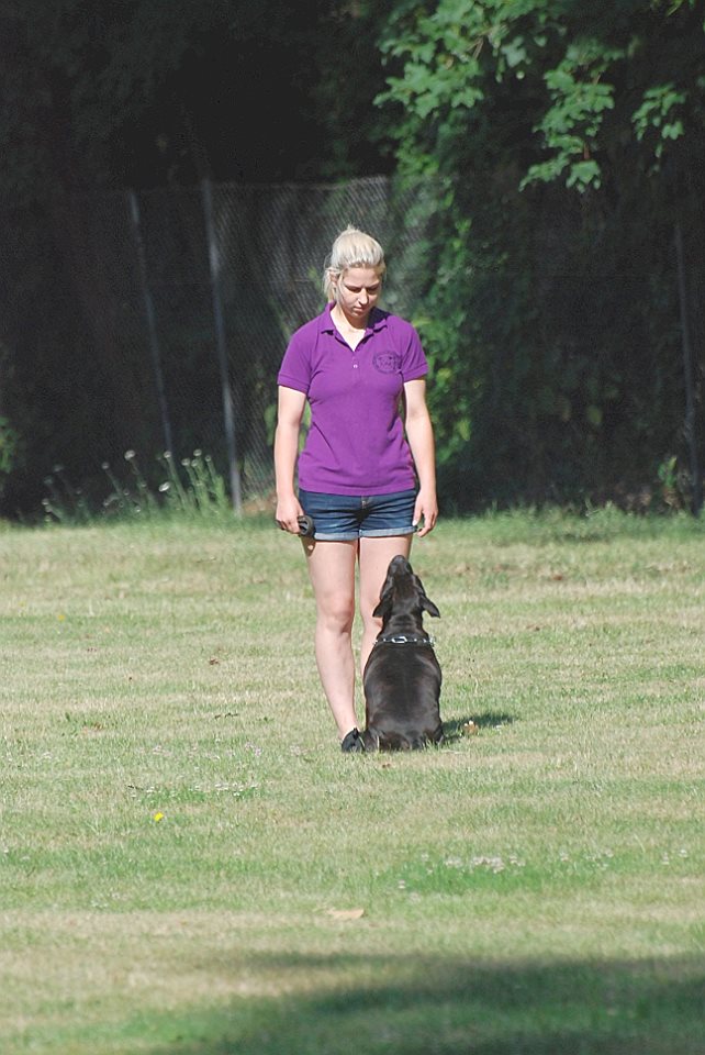 Shrnutí výstavní sezóny Domidar Dogs 2017