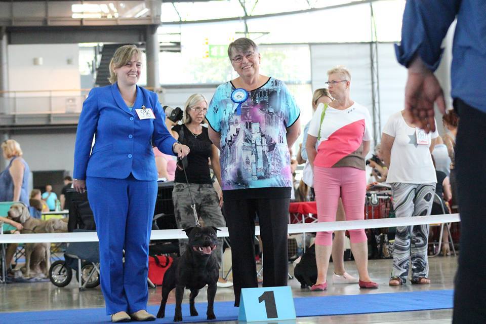 Shrnutí výstavní sezóny Domidar Dogs 2017