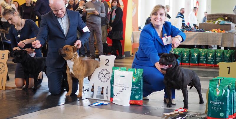 Shrnutí výstavní sezóny Domidar Dogs 2018