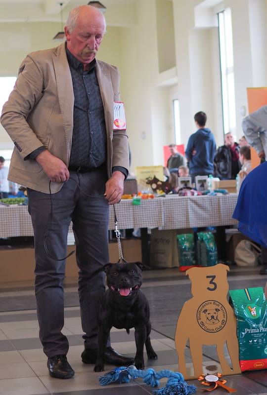 Shrnutí výstavní sezóny Domidar Dogs 2018