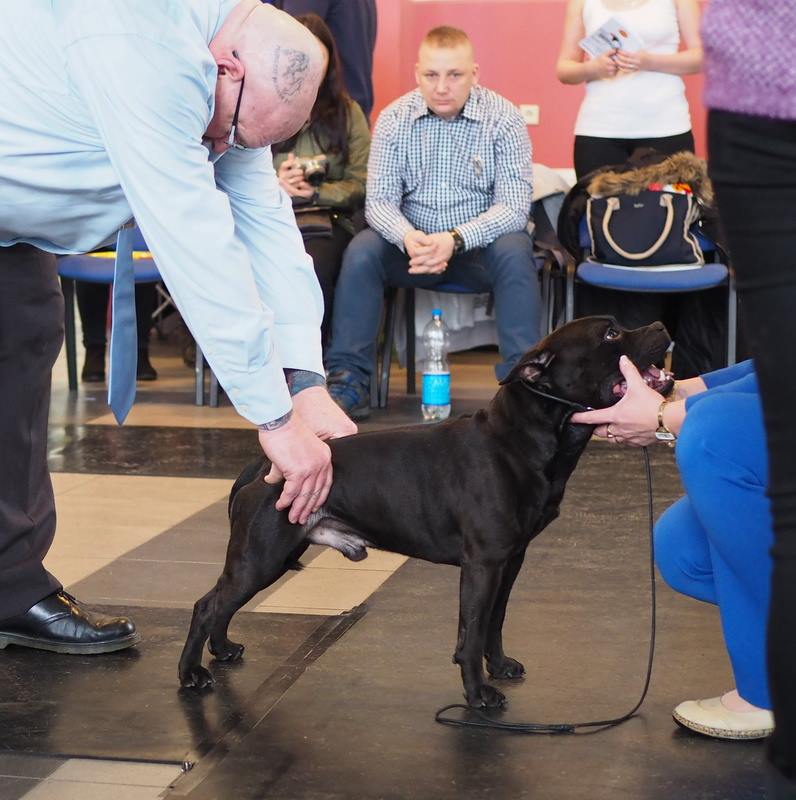 Shrnutí výstavní sezóny Domidar Dogs 2018