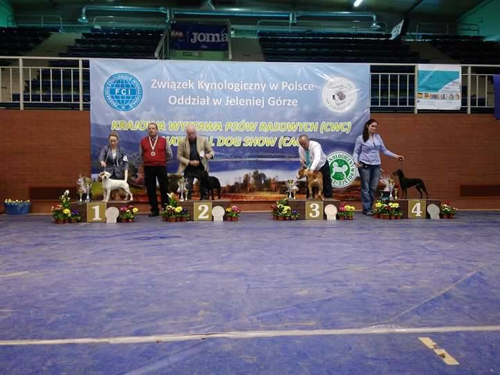 Shrnutí výstavní sezóny Domidar Dogs 2018
