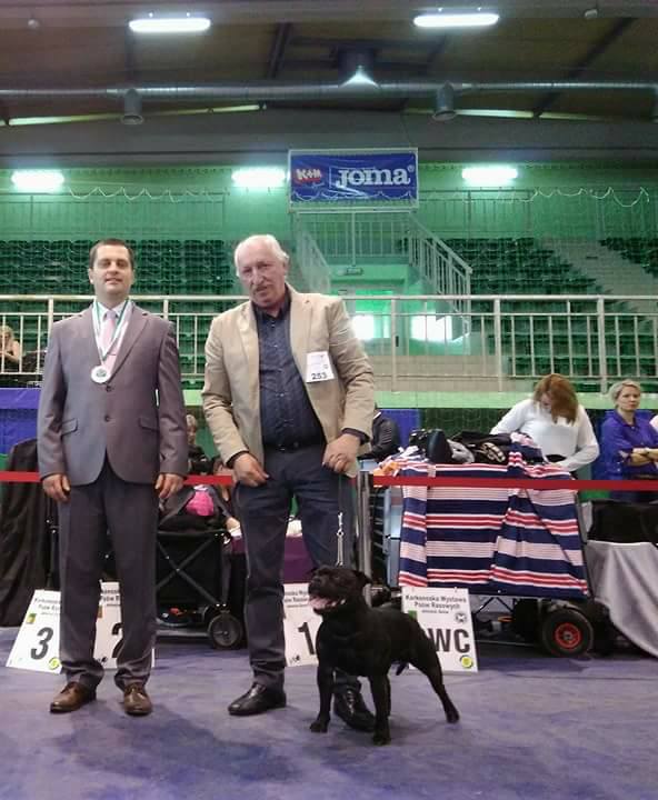 Shrnutí výstavní sezóny Domidar Dogs 2018