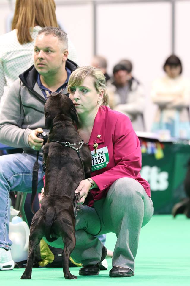 Shrnutí výstavní sezóny Domidar Dogs 2018