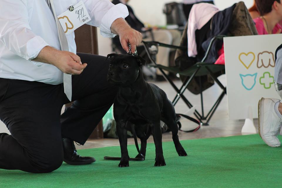 Shrnutí výstavní sezóny Domidar Dogs 2018