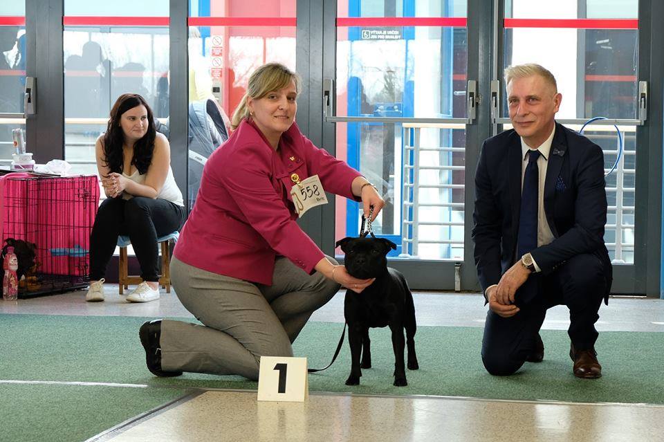 Shrnutí výstavní sezóny Domidar Dogs 2018