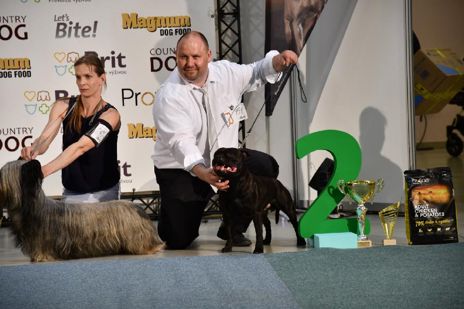 Shrnutí výstavní sezóny Domidar Dogs 2018
