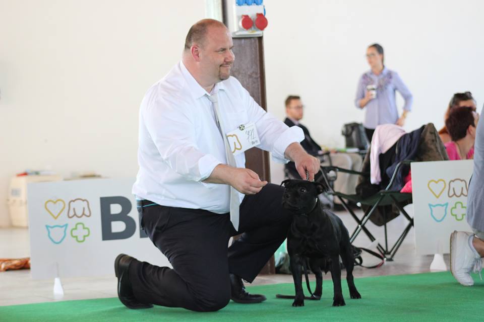 Shrnutí výstavní sezóny Domidar Dogs 2018