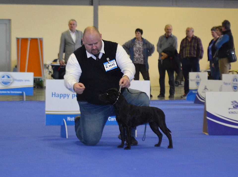 Shrnutí výstavní sezóny Domidar Dogs 2018