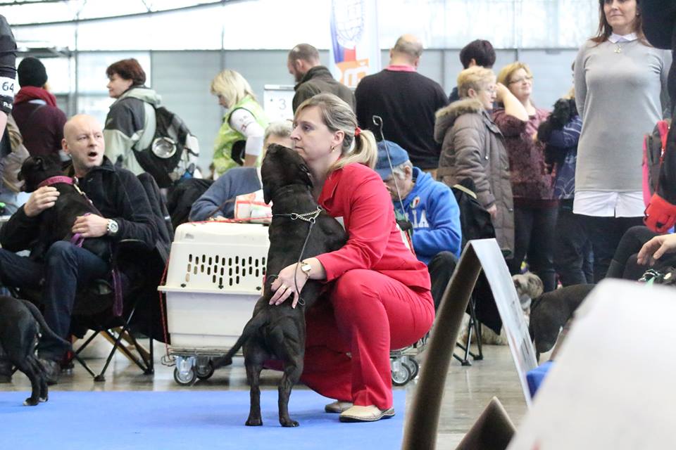 Shrnutí výstavní sezóny Domidar Dogs 2018
