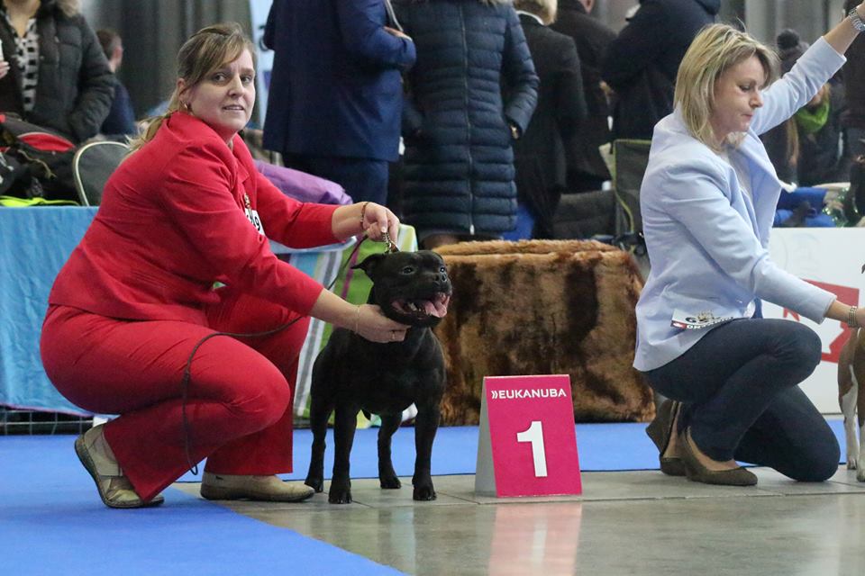 Shrnutí výstavní sezóny Domidar Dogs 2018