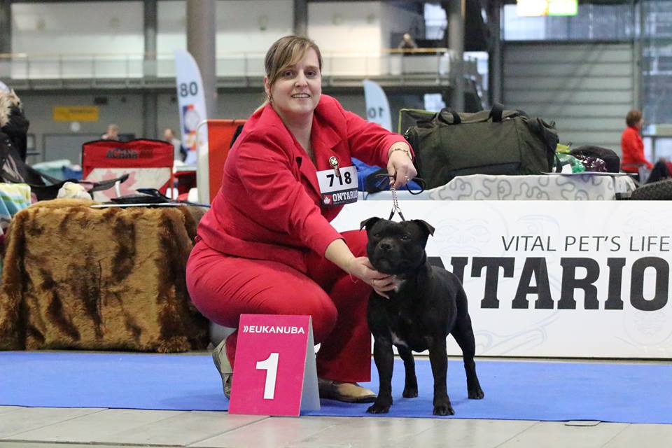 Shrnutí výstavní sezóny Domidar Dogs 2018