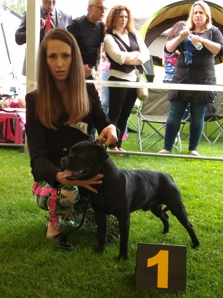 Shrnutí výstavní sezóny Domidar Dogs 2018