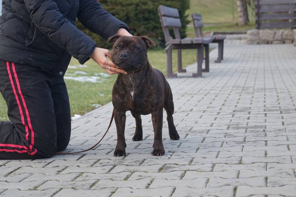 Shrnutí výstavní sezóny Domidar Dogs 2018