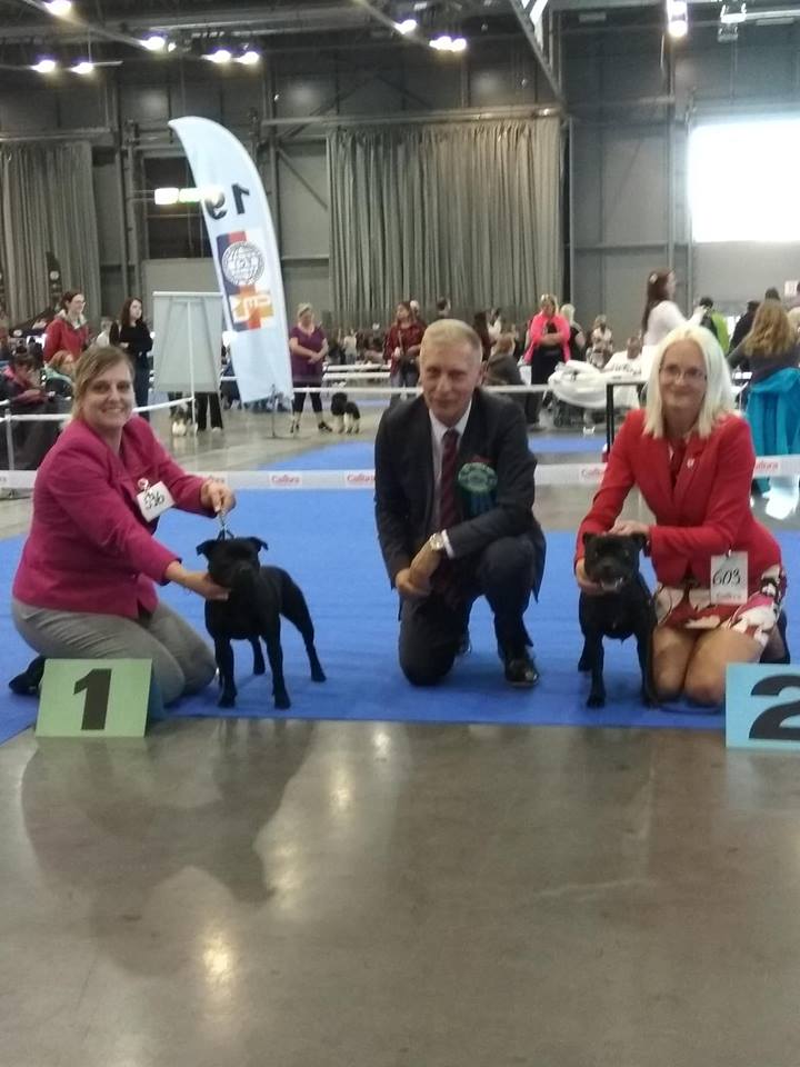 Shrnutí výstavní sezóny Domidar Dogs 2018