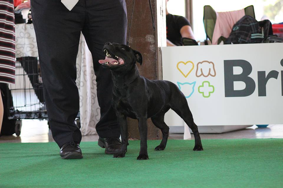 Shrnutí výstavní sezóny Domidar Dogs 2018