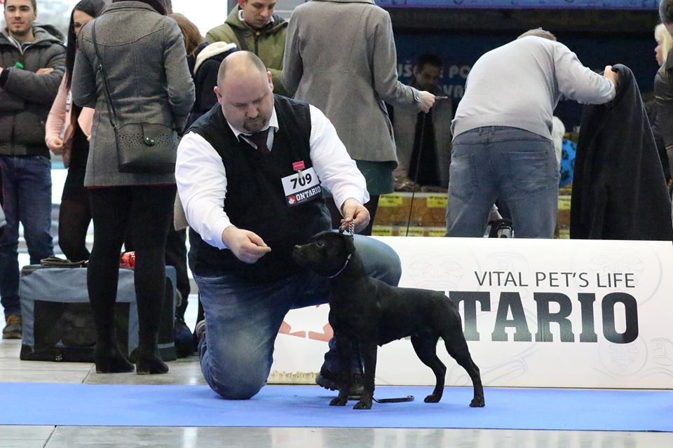 Shrnutí výstavní sezóny Domidar Dogs 2018