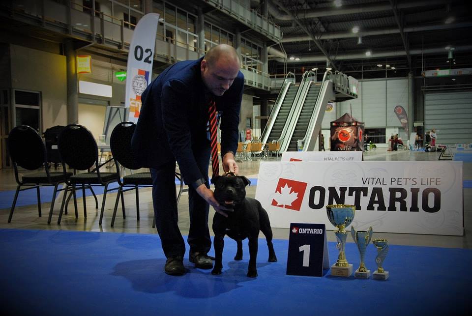 Shrnutí výstavní sezóny Domidar Dogs 2018
