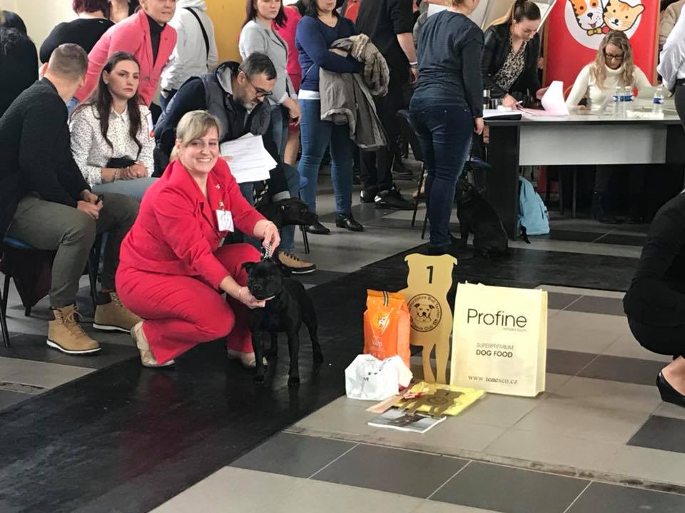 Shrnutí výstavní sezóny Domidar Dogs 2018