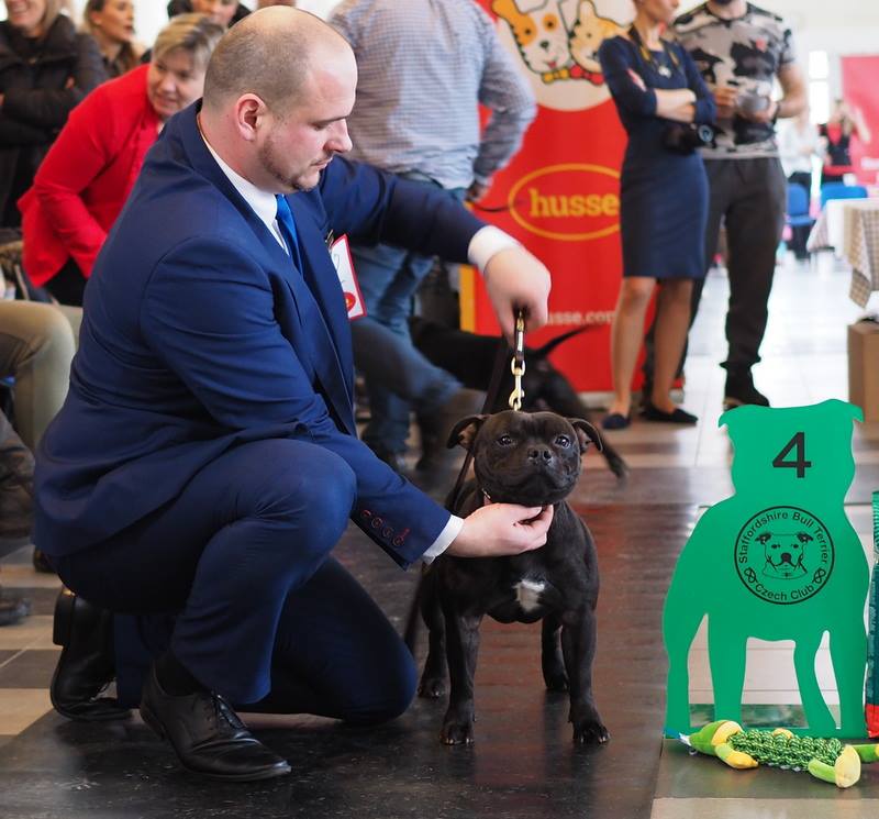 Shrnutí výstavní sezóny Domidar Dogs 2018