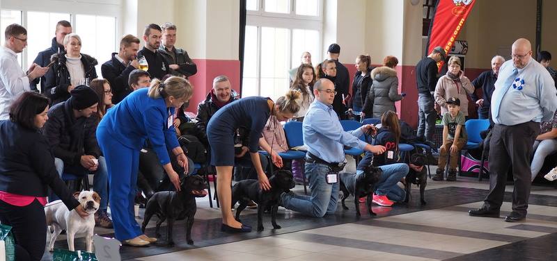 Shrnutí výstavní sezóny Domidar Dogs 2018
