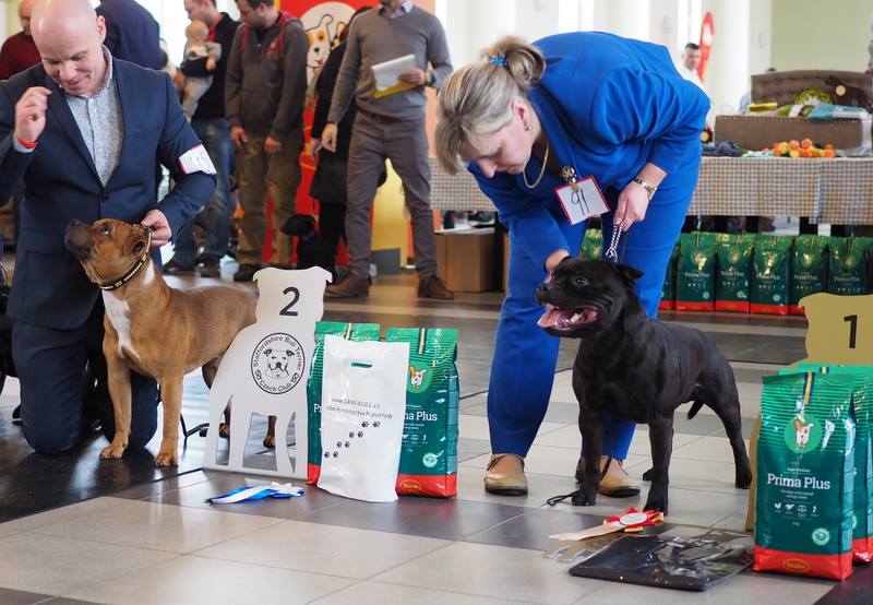 Shrnutí výstavní sezóny Domidar Dogs 2018