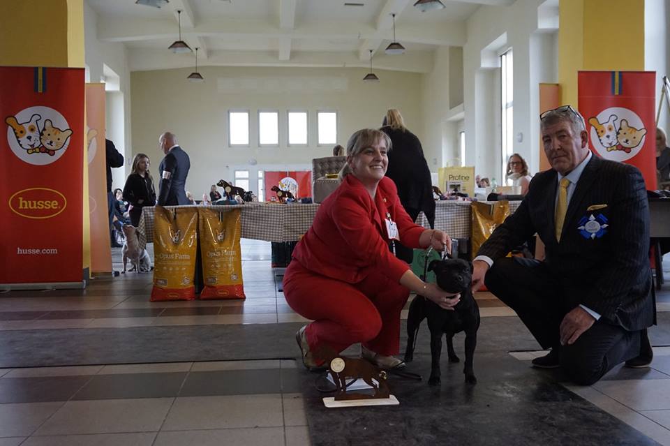 Shrnutí výstavní sezóny Domidar Dogs 2018