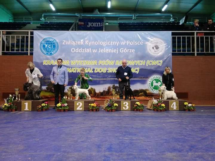 Shrnutí výstavní sezóny Domidar Dogs 2018