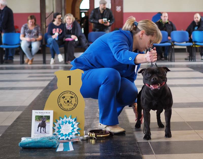 Shrnutí výstavní sezóny Domidar Dogs 2018