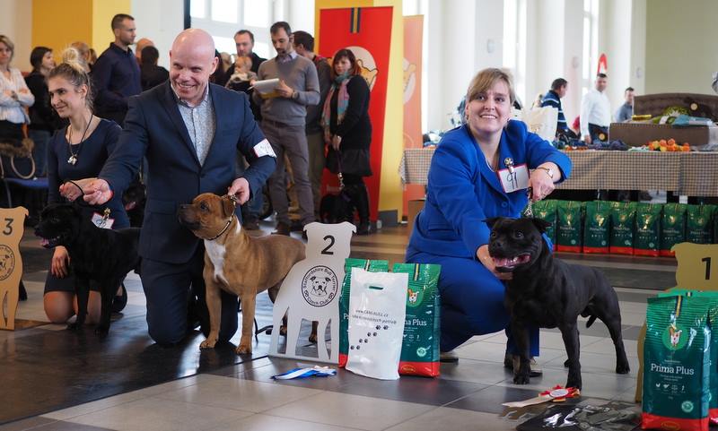 Shrnutí výstavní sezóny Domidar Dogs 2018