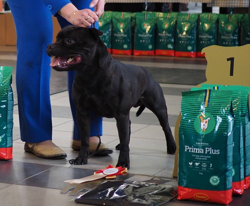 Shrnutí výstavní sezóny Domidar Dogs 2018
