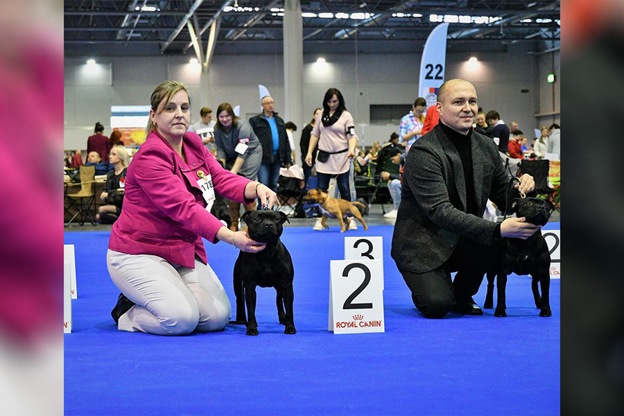 Shrnutí výstavní sezóny Domidar Dogs 2019