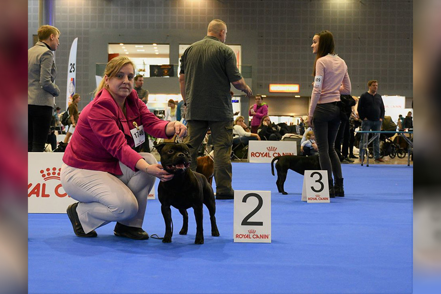 Shrnutí výstavní sezóny Domidar Dogs 2019