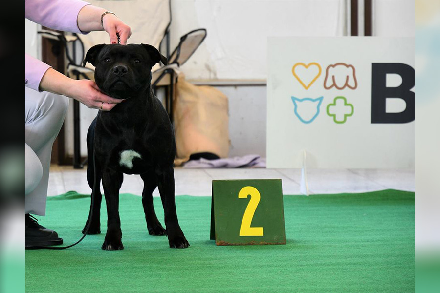 Shrnutí výstavní sezóny Domidar Dogs 2019