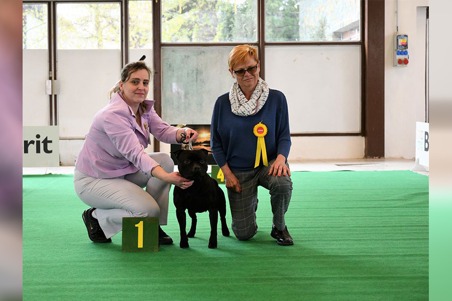Shrnutí výstavní sezóny Domidar Dogs 2019