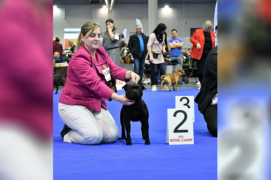 Shrnutí výstavní sezóny Domidar Dogs 2019