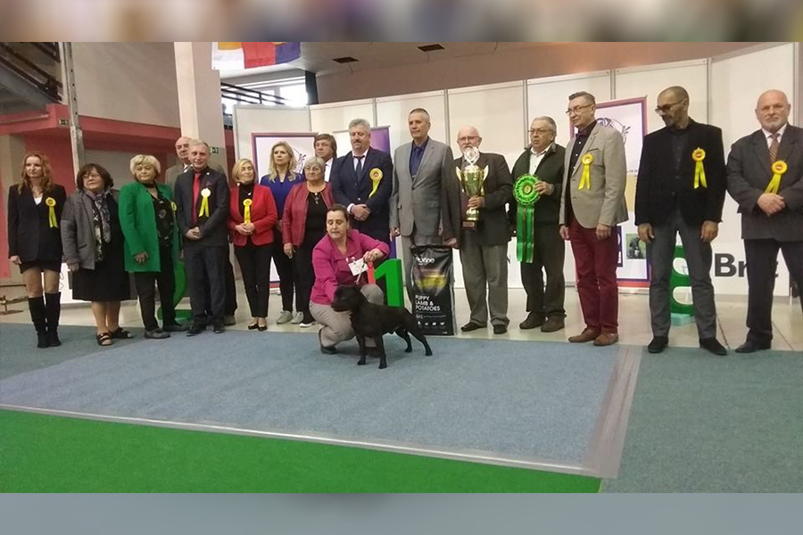 Shrnutí výstavní sezóny Domidar Dogs 2019