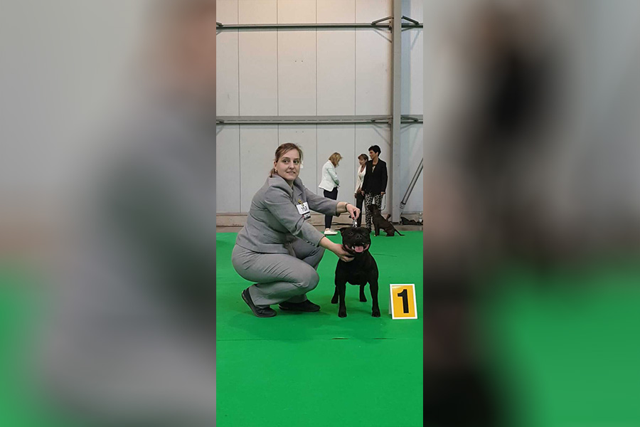 Shrnutí výstavní sezóny Domidar Dogs 2019