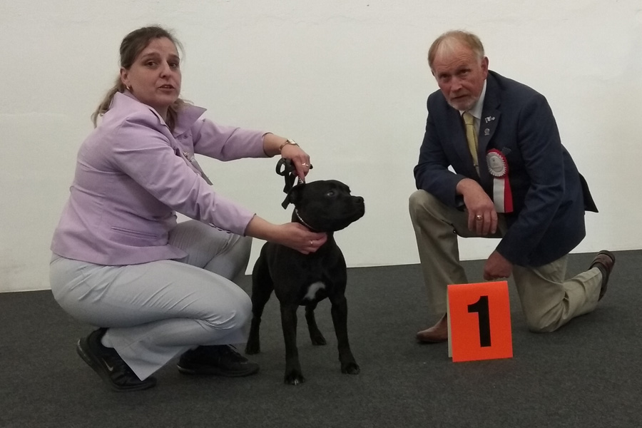 Shrnutí výstavní sezóny Domidar Dogs 2019