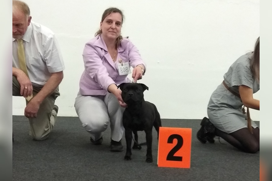 Shrnutí výstavní sezóny Domidar Dogs 2019