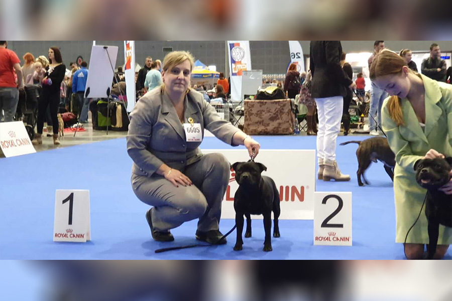 Shrnutí výstavní sezóny Domidar Dogs 2019