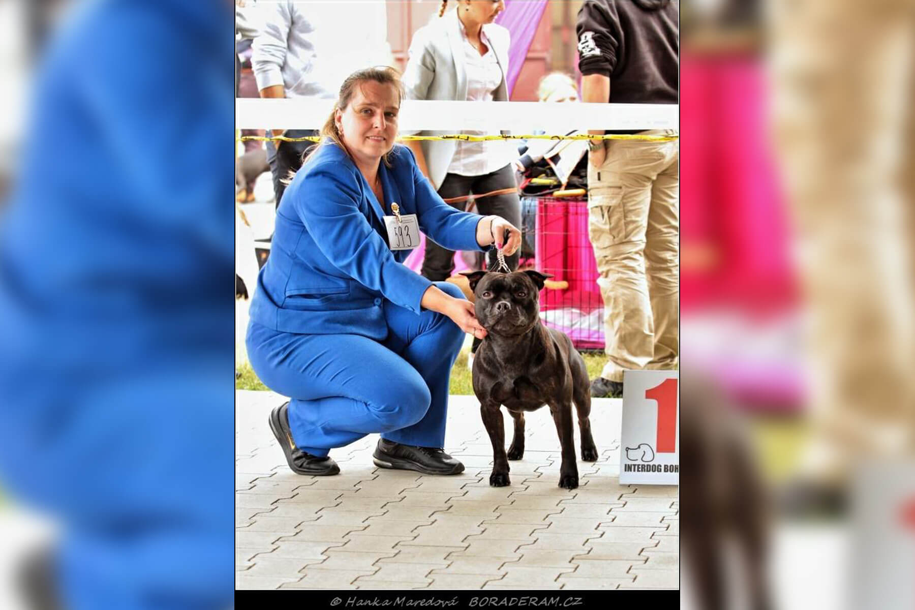 Shrnutí výstavní sezóny Domidar Dogs 2019