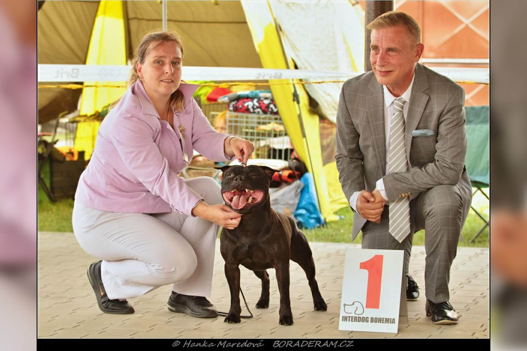 Shrnutí výstavní sezóny Domidar Dogs 2019